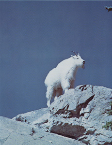 Rocky Mountain Goat in full winter pelage